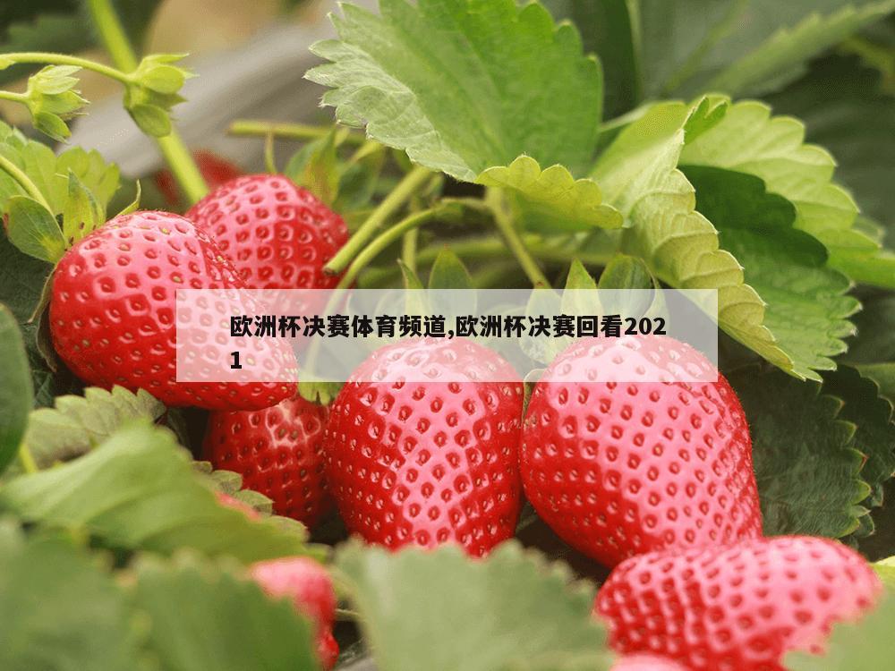 欧洲杯决赛体育频道,欧洲杯决赛回看2021